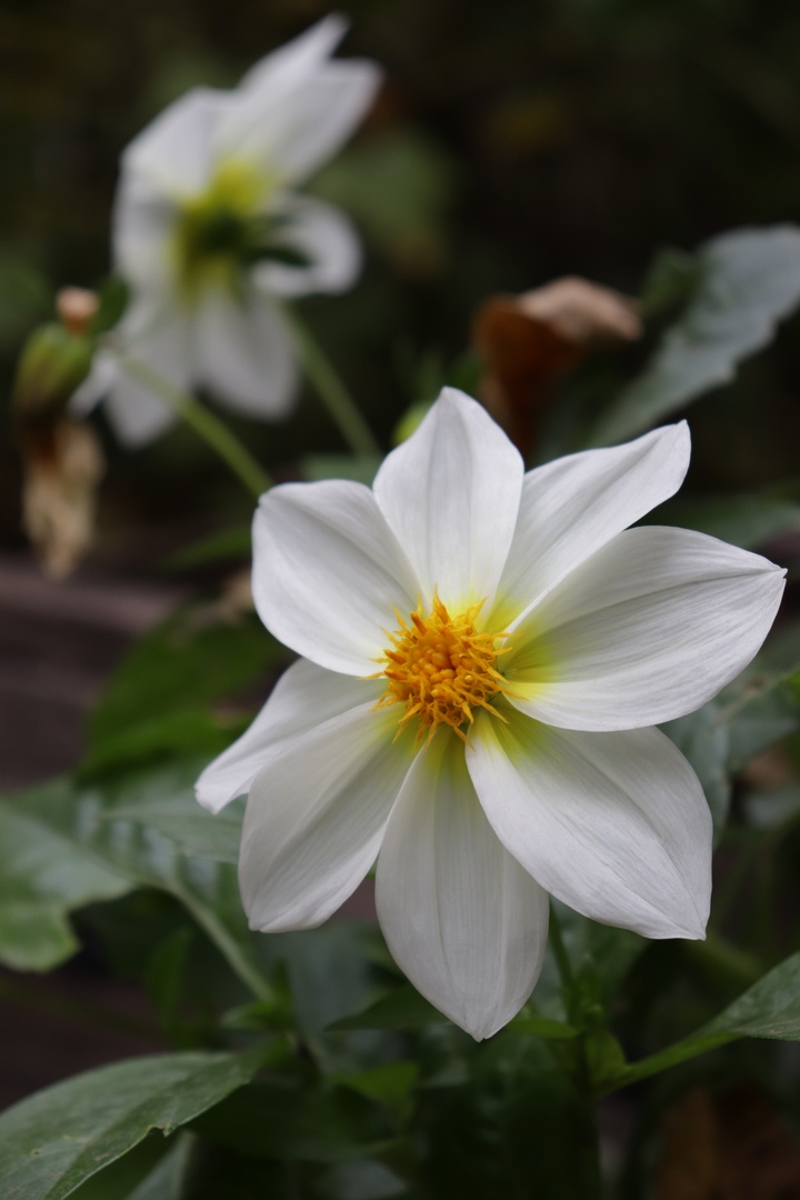 Осенние краски: Ботанический сад Твери делится фотографиями цветов