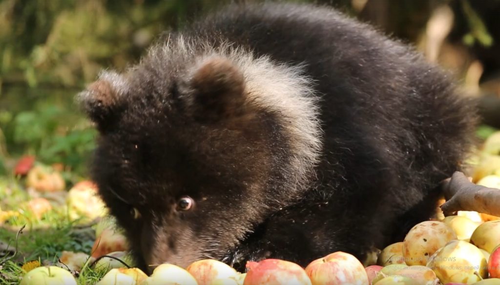 Маленькая медведица поедает яблоки на камеру в Тверской области Маленькая медведица поедает яблоки на камеру в Тверской области