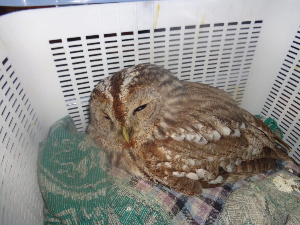 Сова попала в ДТП и чудом выжила в Тверской области Сова попала в ДТП и чудом выжила в Тверской области