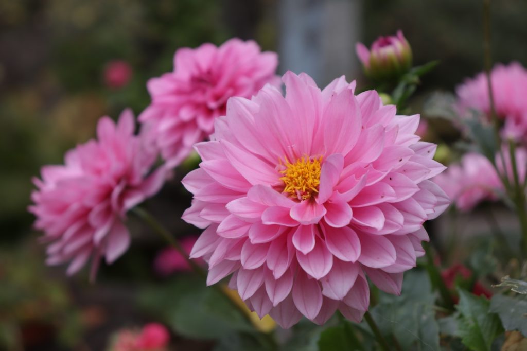 Осенние краски: Ботанический сад Твери делится фотографиями цветов Осенние краски: Ботанический сад Твери делится фотографиями цветов
