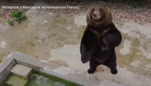О тверском авиамедведе рассказали на французском телевидении О тверском авиамедведе рассказали на французском телевидении