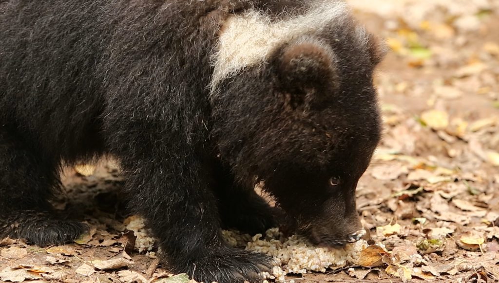 Маленькие медвежата кушают кашу в Тверской области Маленькие медвежата кушают кашу в Тверской области