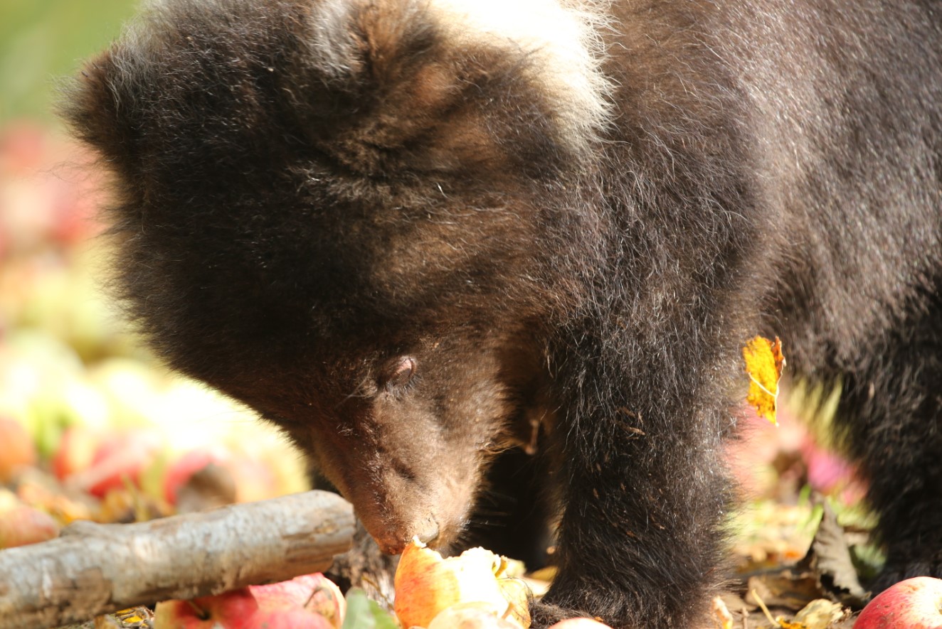 Медвежата-сироты съели более 12 тонн яблок