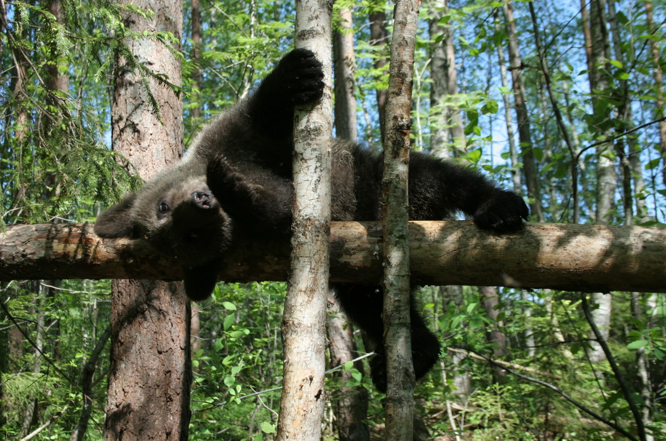 Центр спасения медвежат-сирот отмечает два года работы в Тверской области