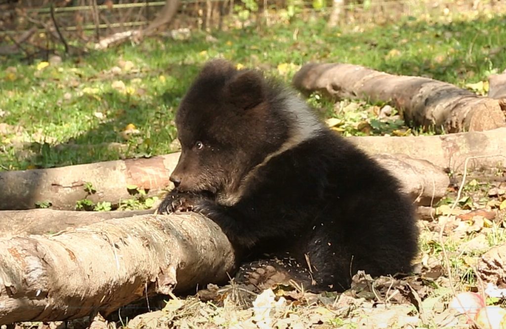 В Тверской области следят за здоровьем маленькой медведицы В Тверской области следят за здоровьем маленькой медведицы