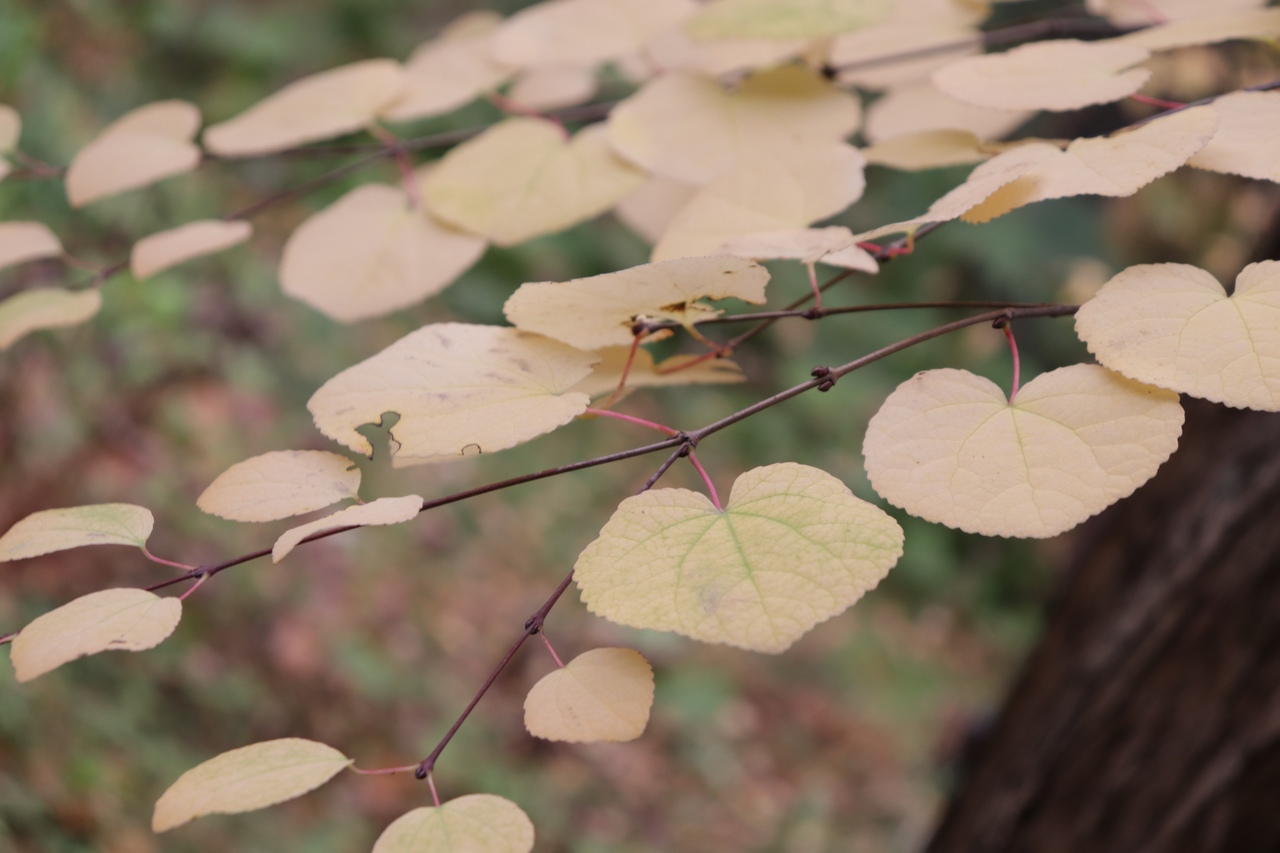 Тверской Ботанический сад поделился фотографиями золотой осени