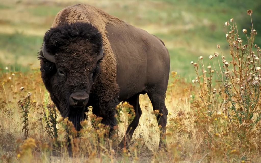 Тверским водителям сообщили тарифы за сбитых животных Тверским водителям сообщили тарифы за сбитых животных