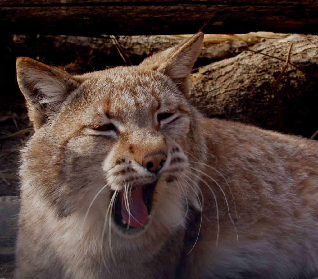 В Тверской области для рысей построили большой вольер