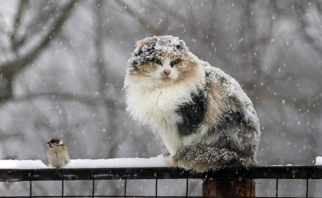 Завтра в Тверской области ожидаются мокрый снег и гололедица