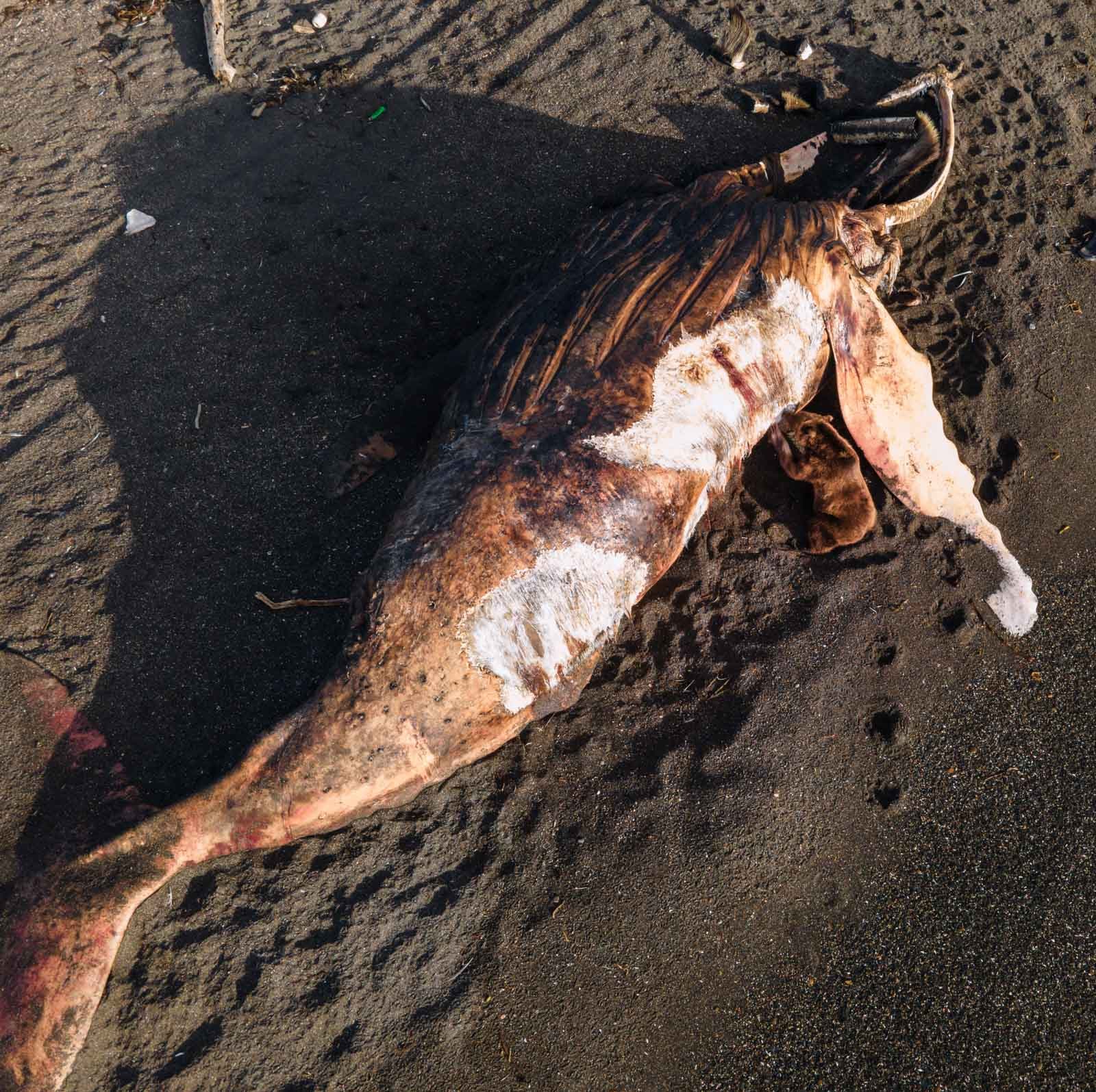 Тверской путешественник сфотографировал, как огромный медведь ест кита на Камчатке