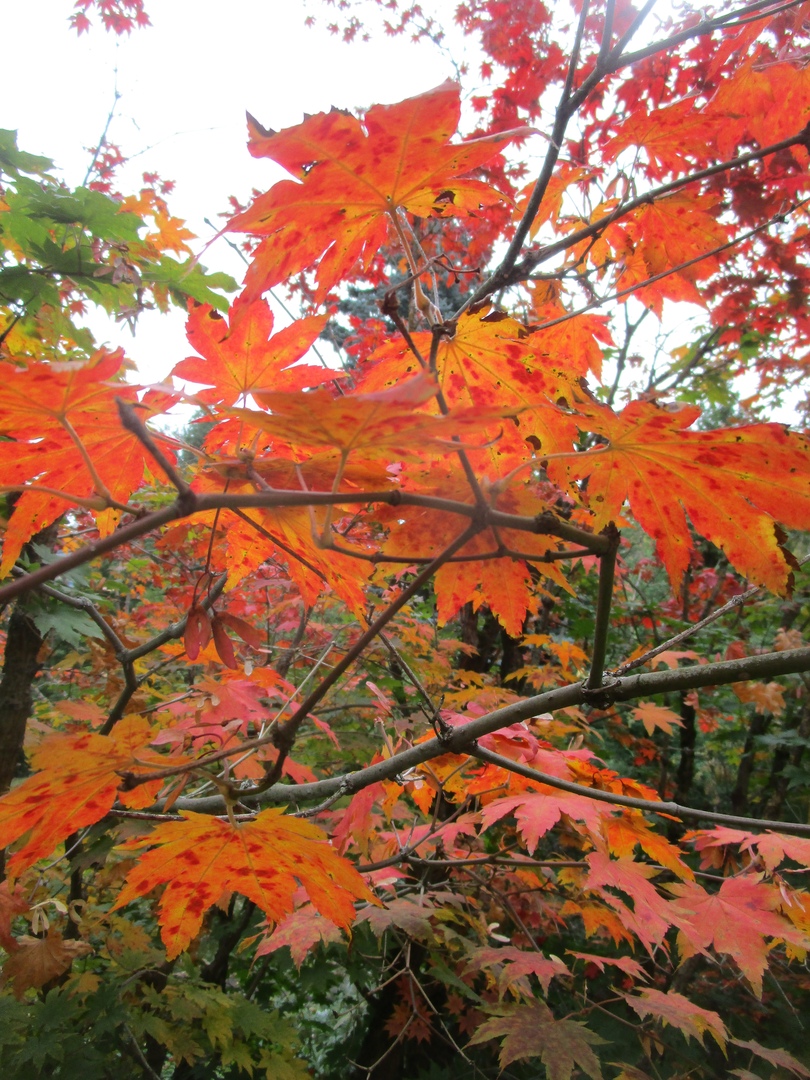Ботанический сад похвастался фотографиями осенних цветов