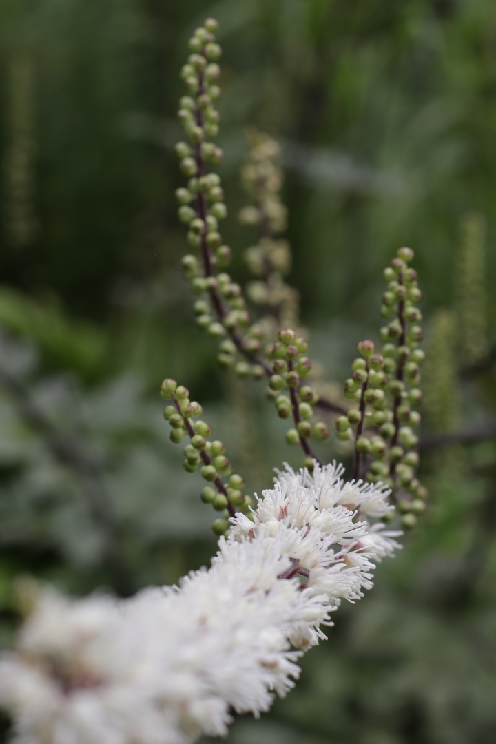 Осенние краски: Ботанический сад Твери делится фотографиями цветов