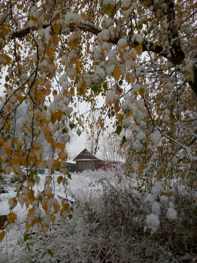 Жители Тверской области делятся фотографиями первого снега