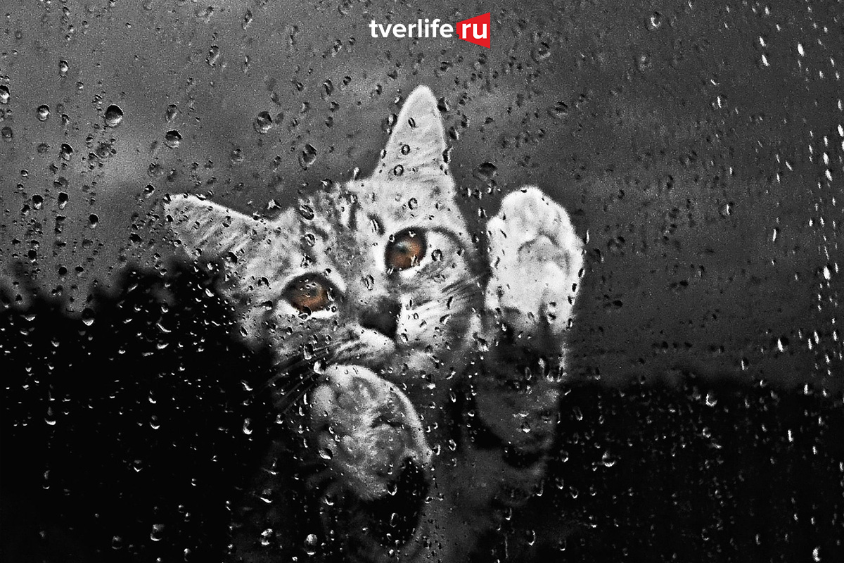 Четверг в Тверской области будет дождливым Четверг в Тверской области будет дождливым