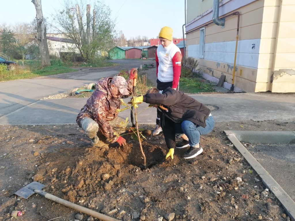 В центре Ржева высадили аллею каштанов