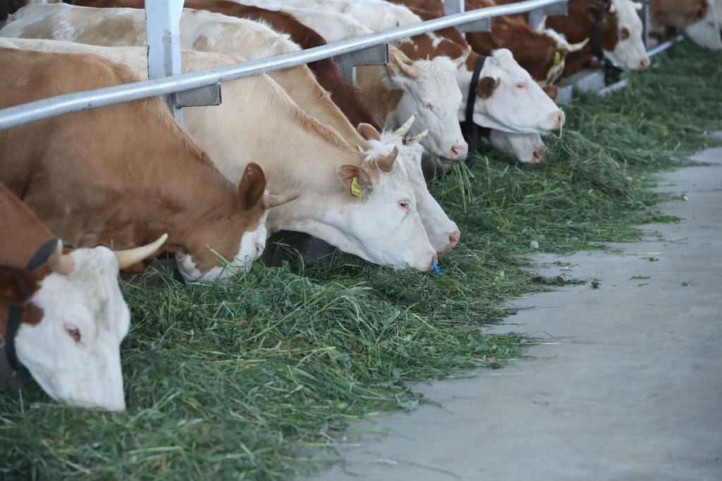 Пять фермерских хозяйств Тверской области получат грантовую поддержку
