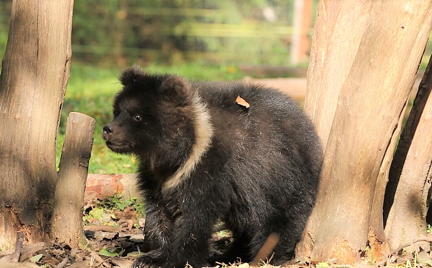 В Тверской области следят за здоровьем маленькой медведицы