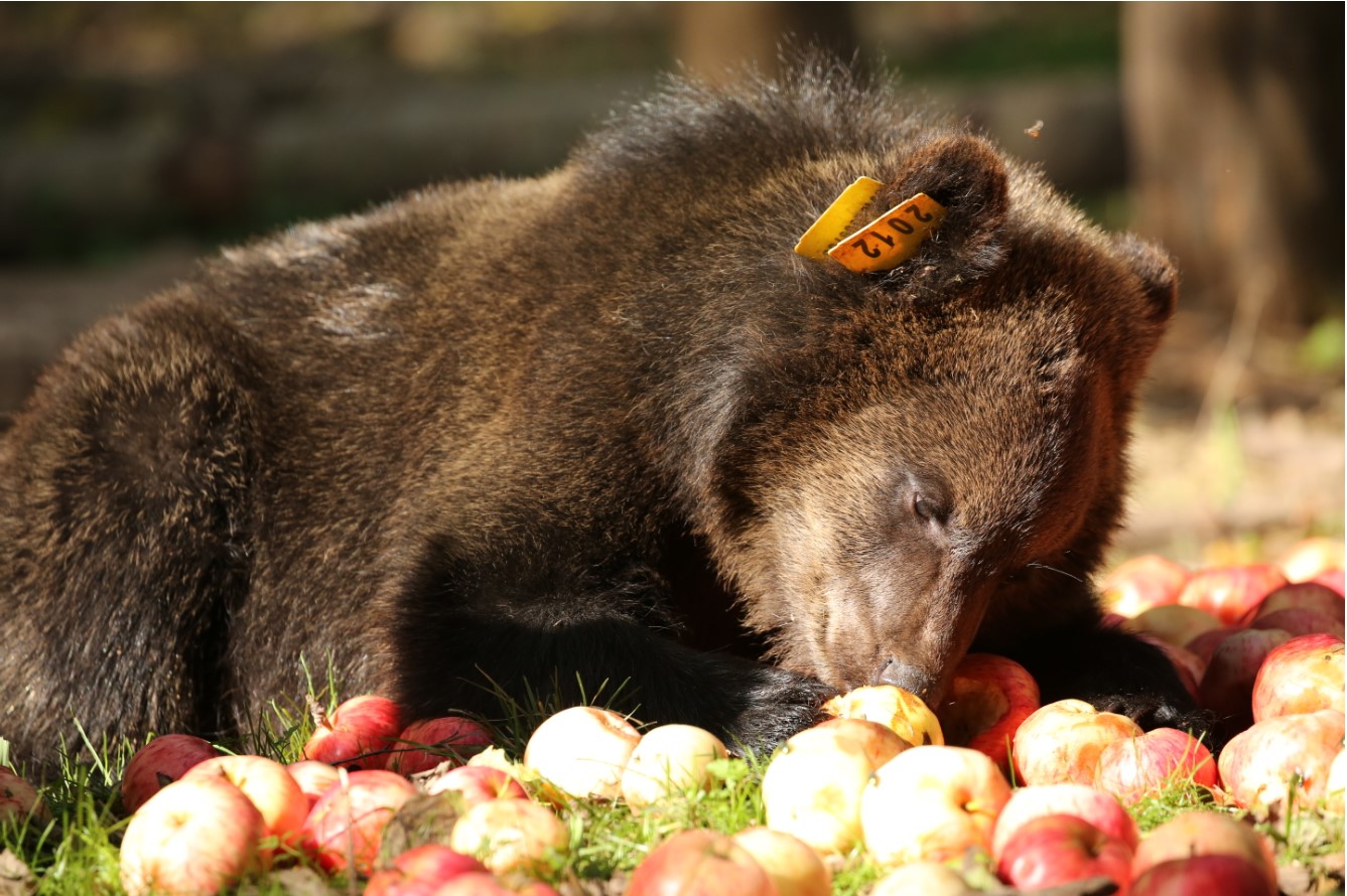 Медвежата-сироты съели более 12 тонн яблок
