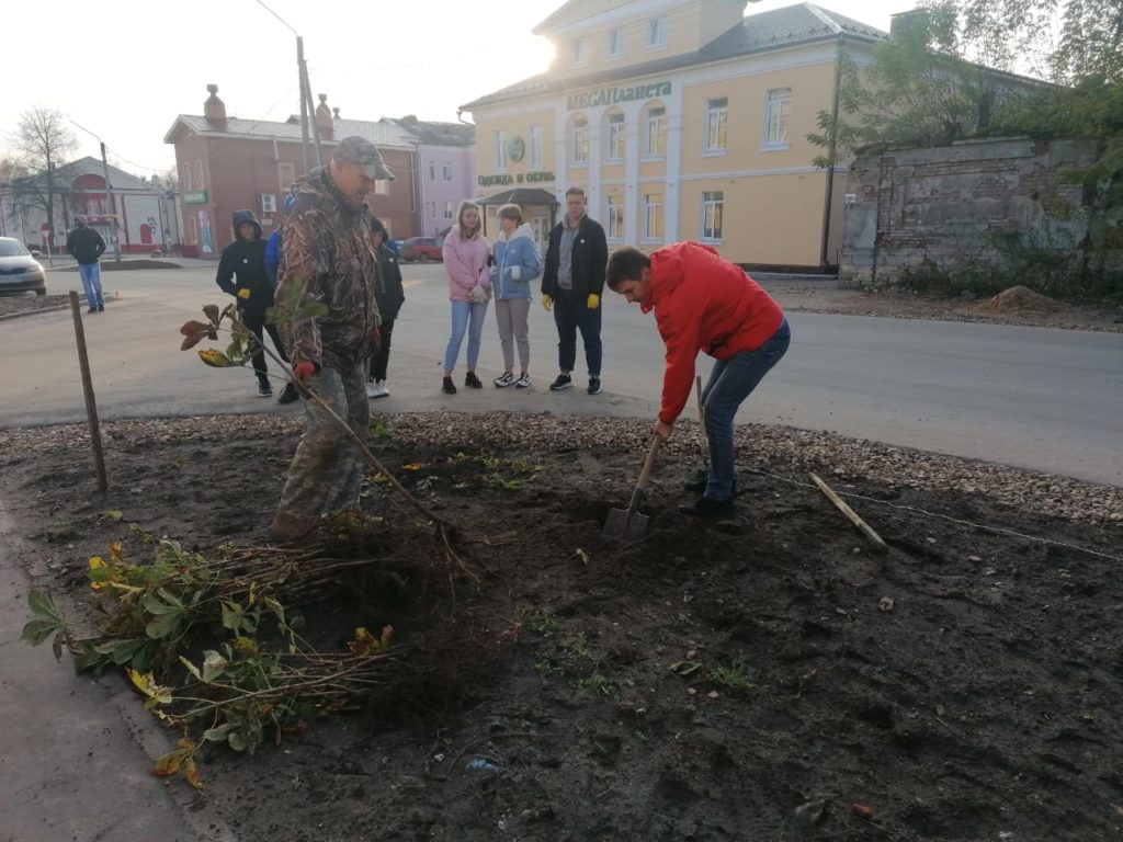 В центре Ржева высадили аллею каштанов