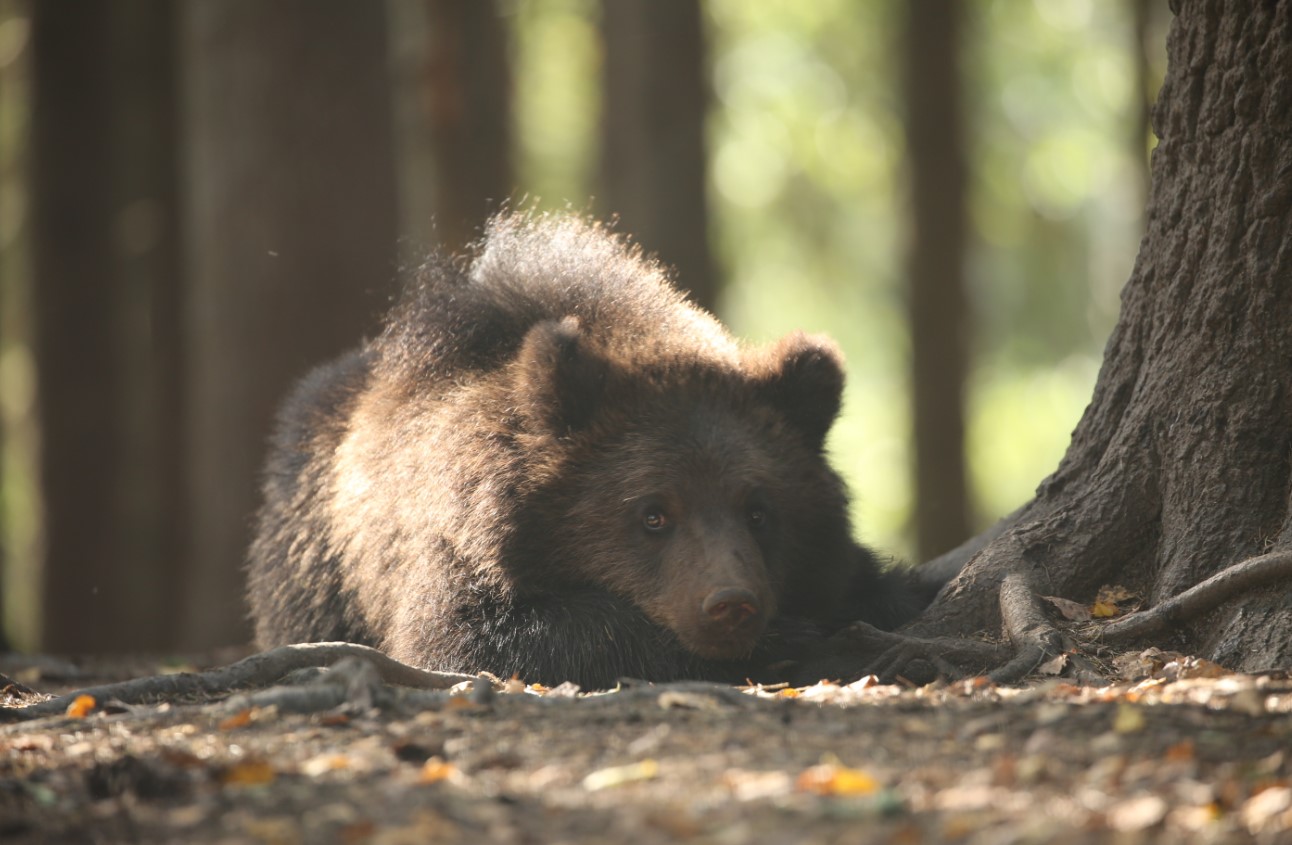 Медвежата-сироты съели более 12 тонн яблок