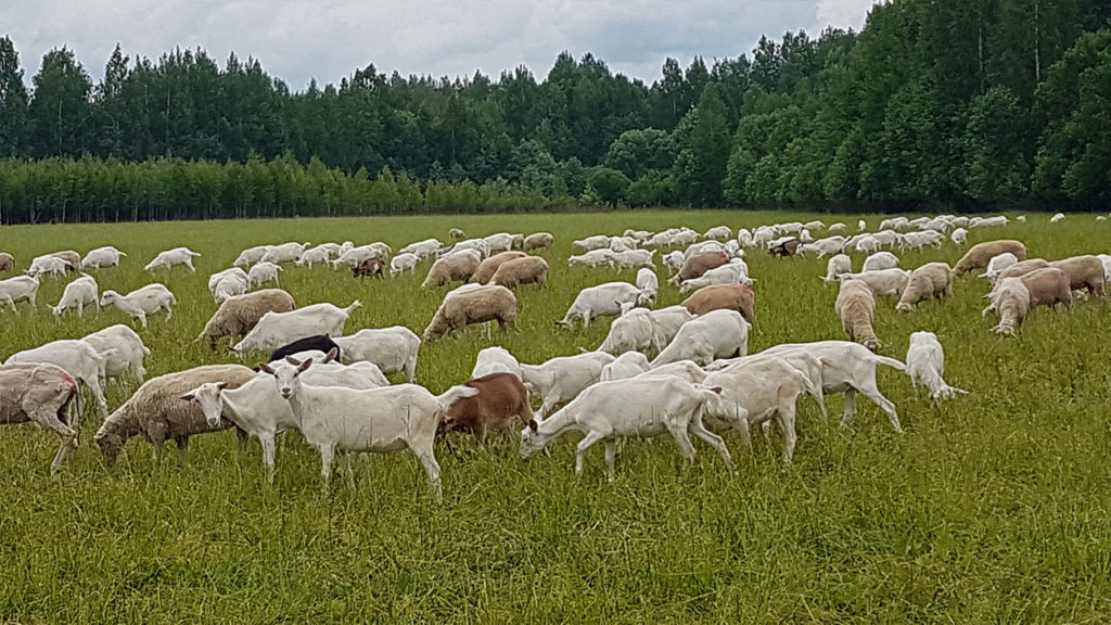 В Тверской области увеличат хозяйства по разведению коз и овец