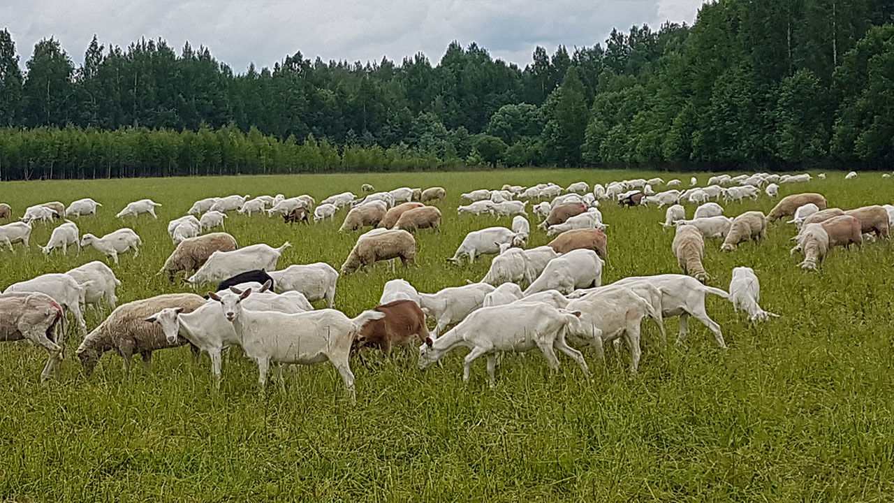 В Тверской области увеличат хозяйства по разведению коз и овец В Тверской области увеличат хозяйства по разведению коз и овец