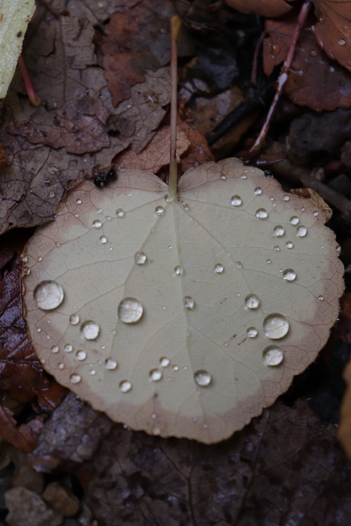 Тверской Ботанический сад поделился фотографиями золотой осени