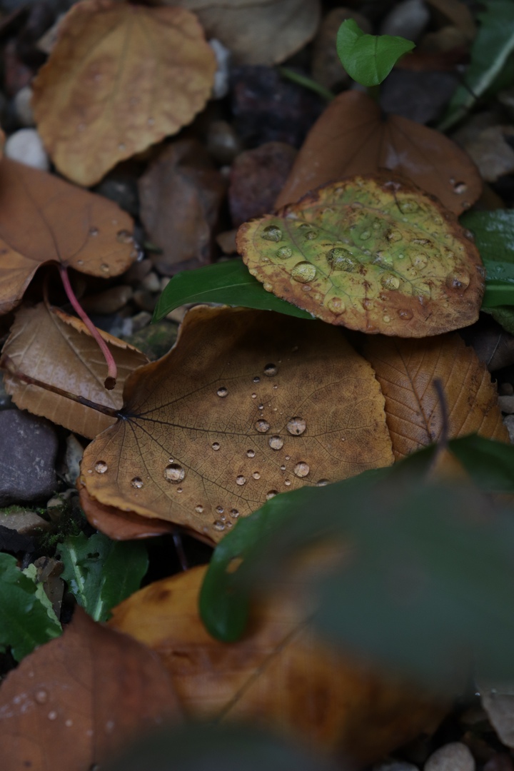 Тверской Ботанический сад поделился фотографиями золотой осени