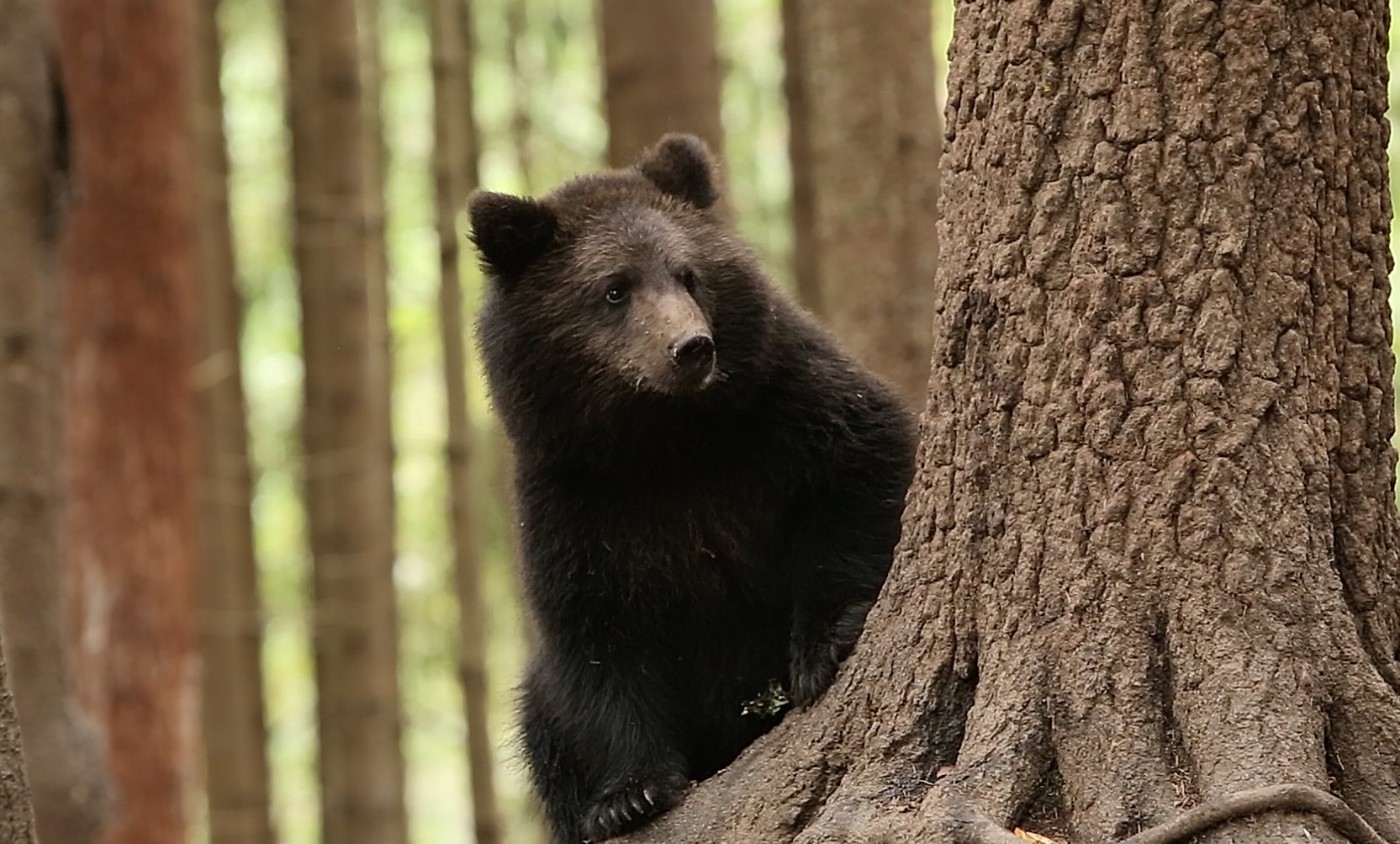 Маленькие медвежата кушают кашу в Тверской области