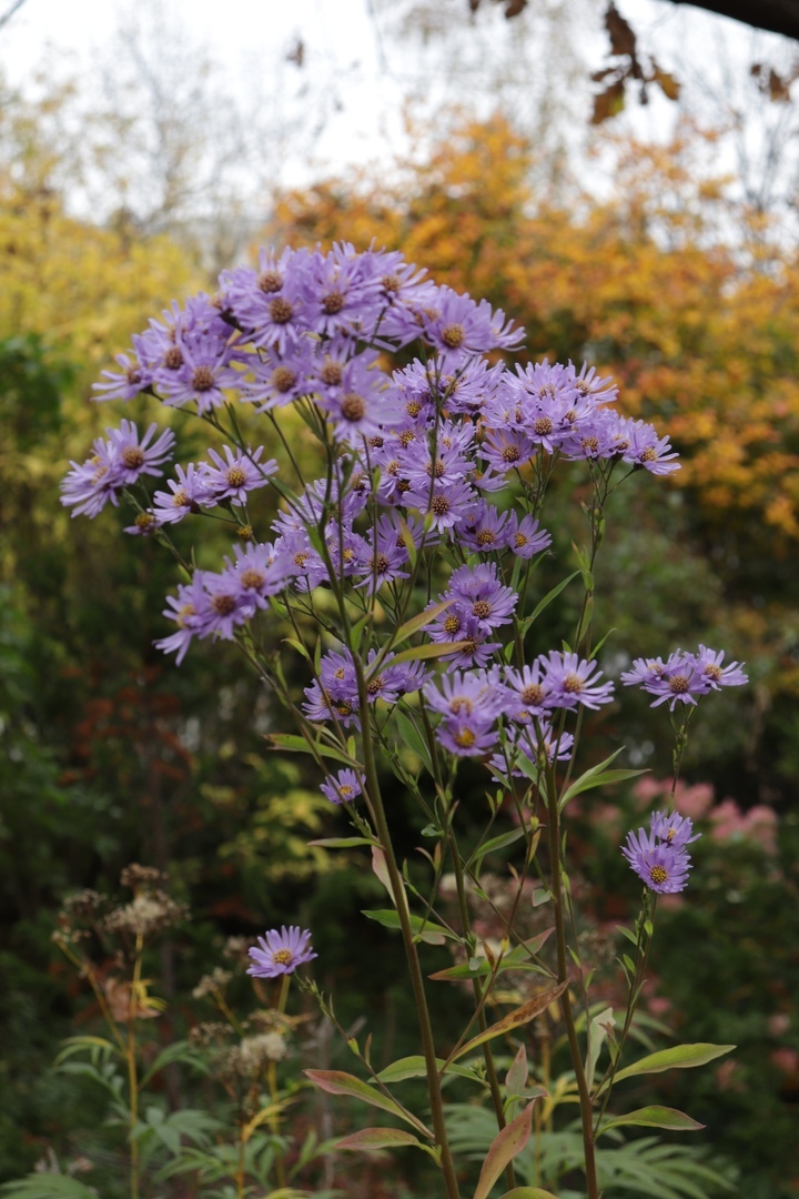 Осенние краски: Ботанический сад Твери делится фотографиями цветов