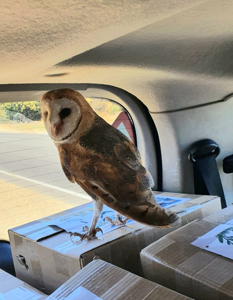 Не обошлось без приключений: тверские биологи выпустили на волю двадцать сов-сипух Не обошлось без приключений: тверские биологи выпустили на волю двадцать сов-сипух