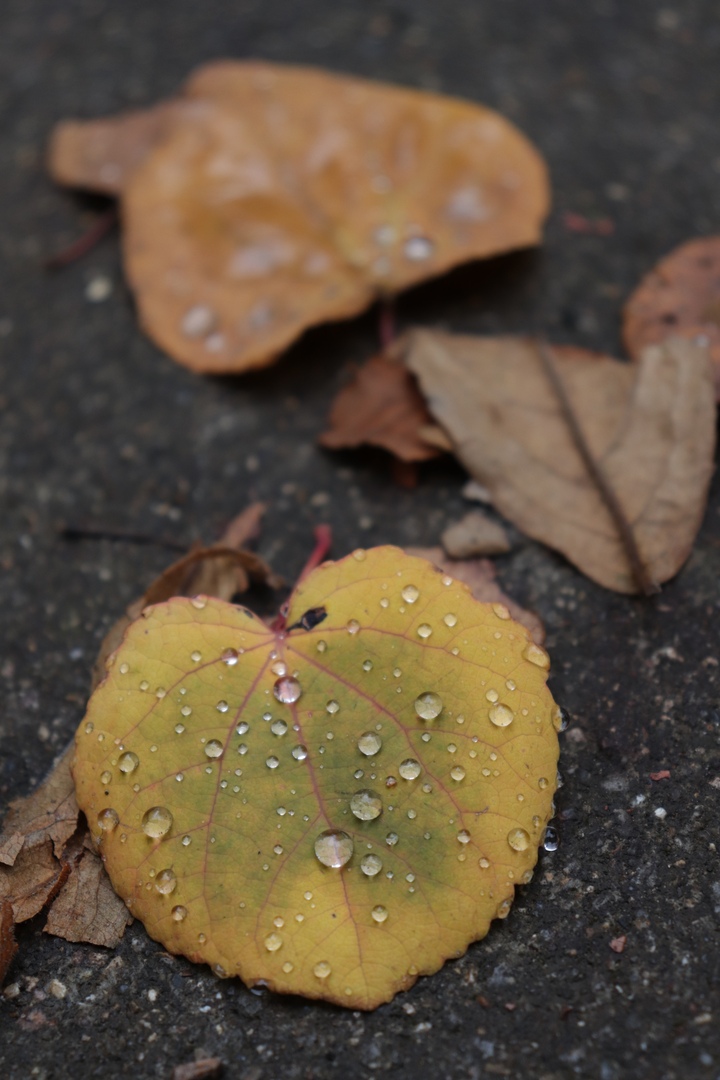 Тверской Ботанический сад поделился фотографиями золотой осени