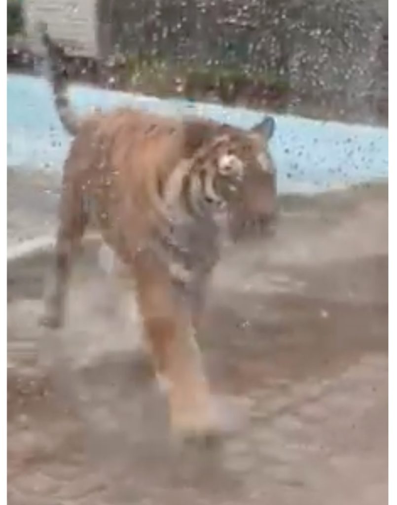 Тигр, который отгрыз ногу дальнобойщику в Тверской области, счастливо устроился в нижегородском зоопарке