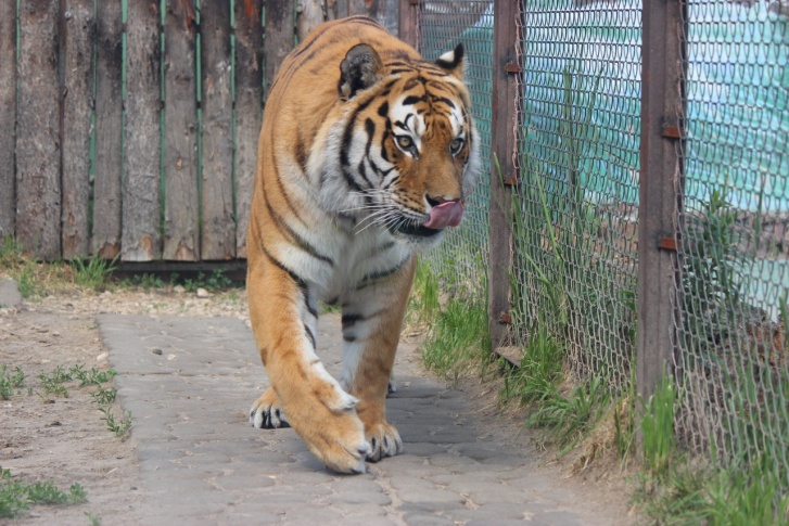 Тигр, который отгрыз ногу дальнобойщику в Тверской области, счастливо устроился в нижегородском зоопарке