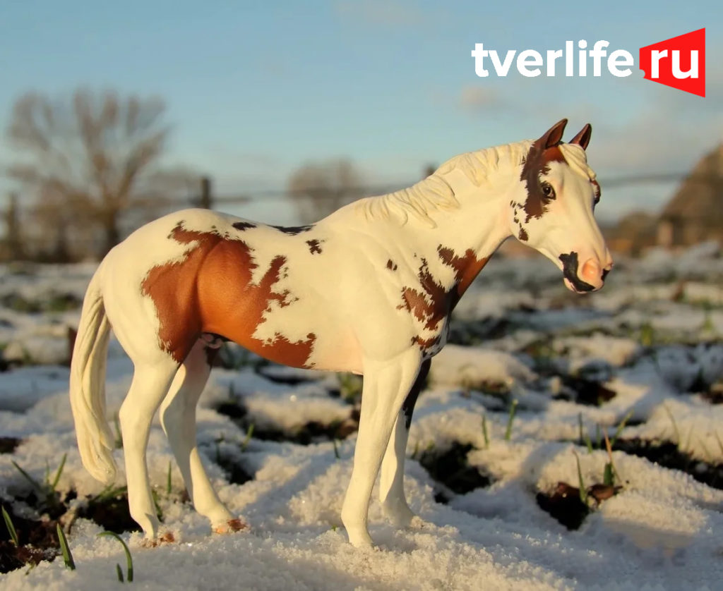 Высокооплачиваемое хобби: художник по конной миниатюре из Тверской области рассказала о своем увлечении Высокооплачиваемое хобби: художник по конной миниатюре из Тверской области рассказала о своем увлечении