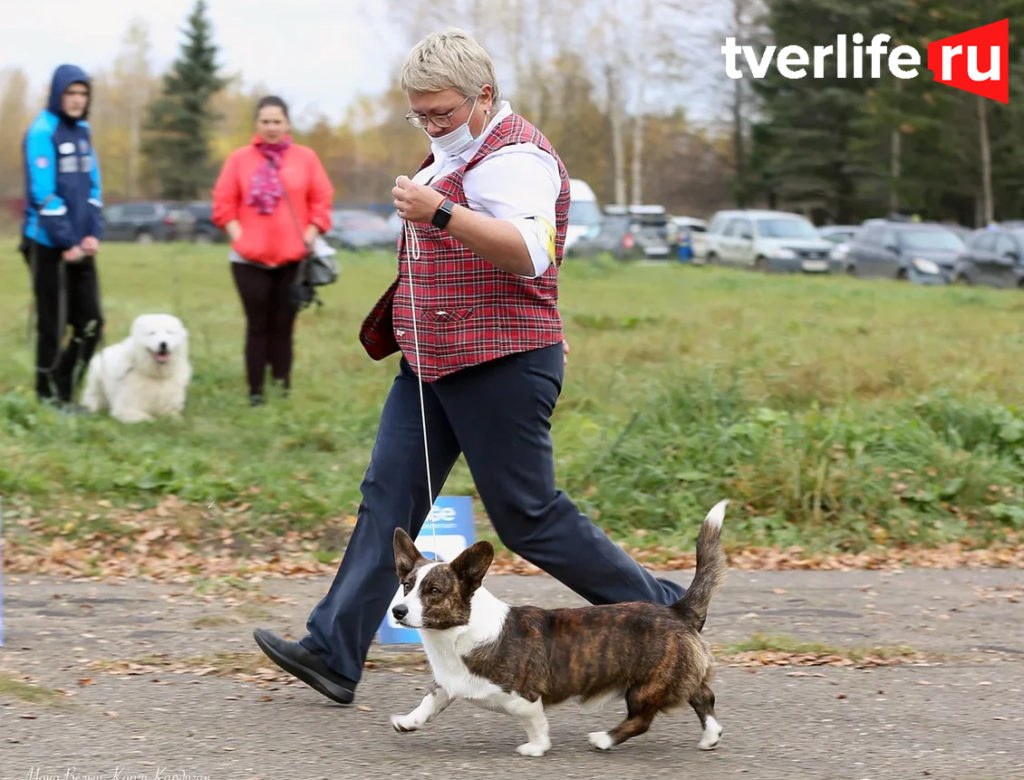 Собачий движ: в Твери прошли выставки собак