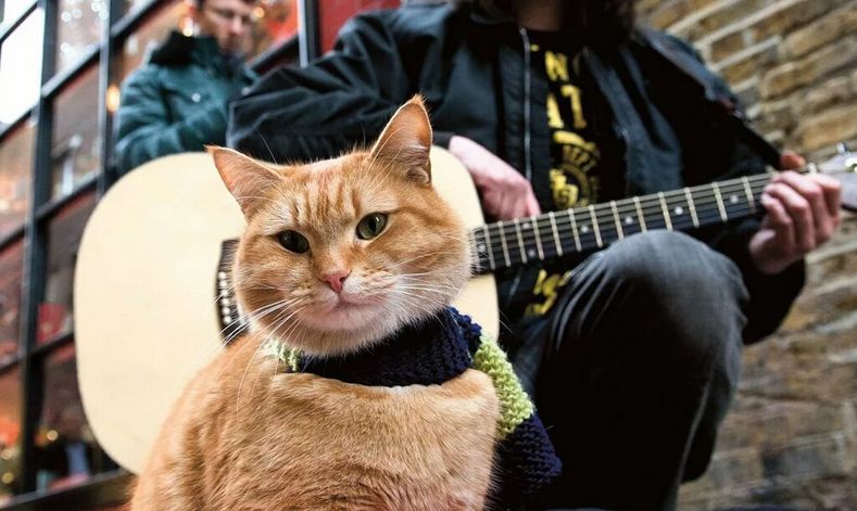 В Твери рок-музыканты сыграют в защиту животных