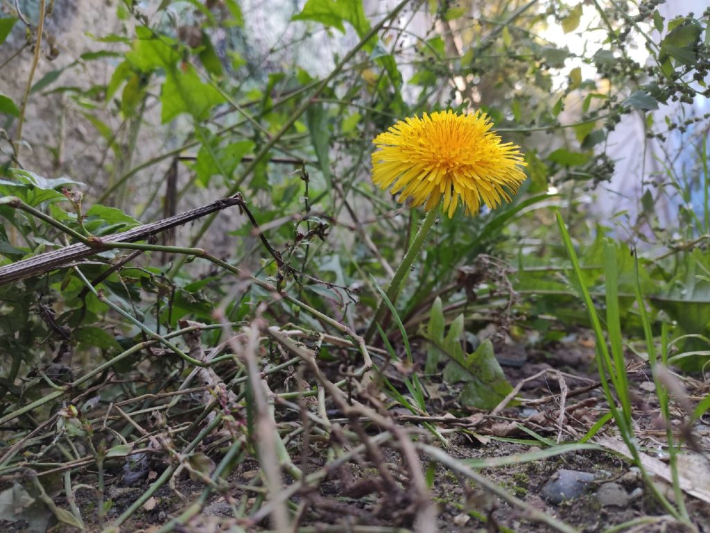 В Тверской области зацвели одуванчики и сирень