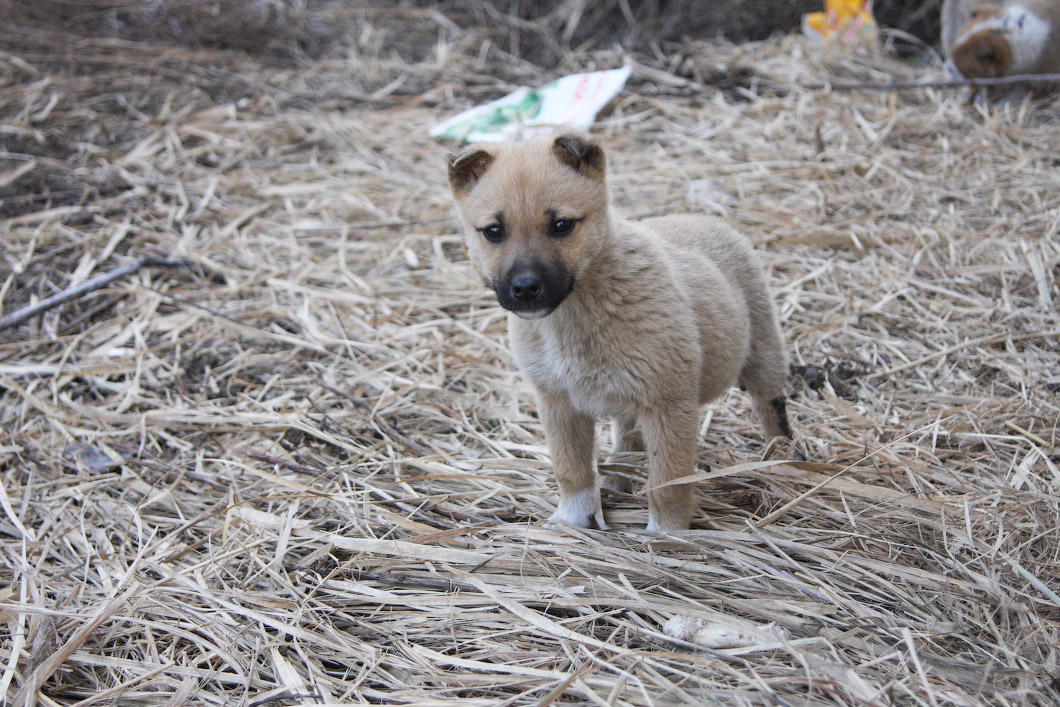 Брошенных собачек накормят и обогреют в новом приюте Тверской области