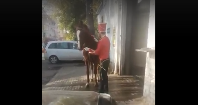 На мойку в Твери гусар привел помыть свою лошадь На мойку в Твери гусар привел помыть свою лошадь