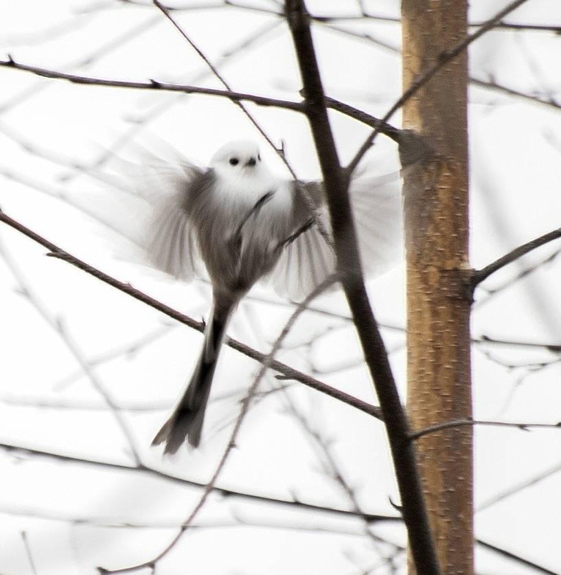 Птиц с необычным названием заметили под Тверью