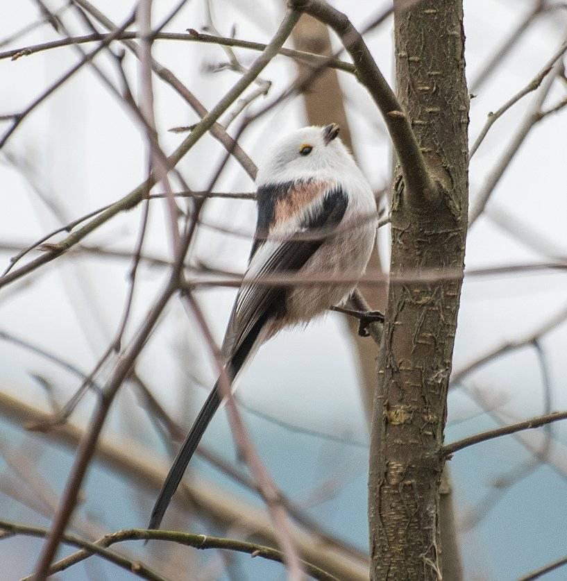 Птиц с необычным названием заметили под Тверью