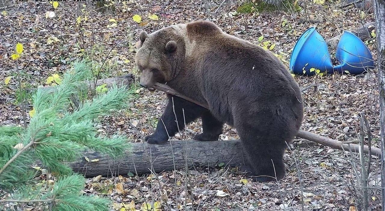 Авиамедведь  Мансур из Тверской области занимается фитнесом