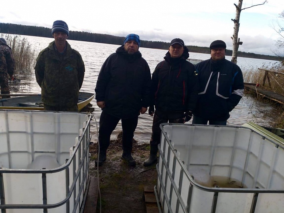 50 тысяч мальков карпа выпустили в озера в Тверской области 50 тысяч мальков карпа выпустили в озера в Тверской области