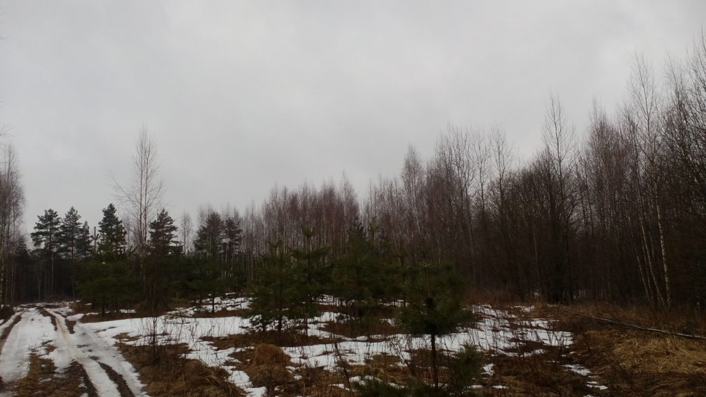 В Бельском районе Тверской области зарастает 160 гектаров сельскохозяйственных угодий