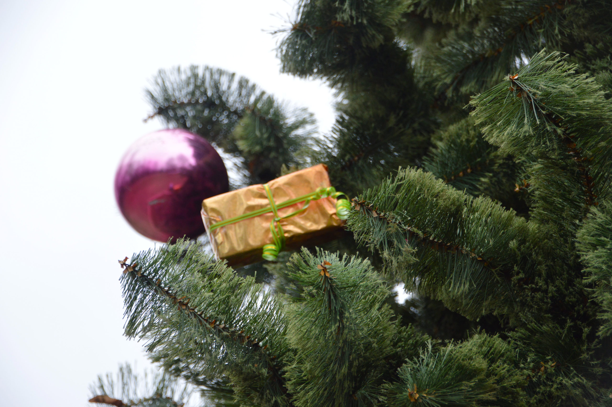 Первая новогодняя ель в Твери появилась в парке Победы