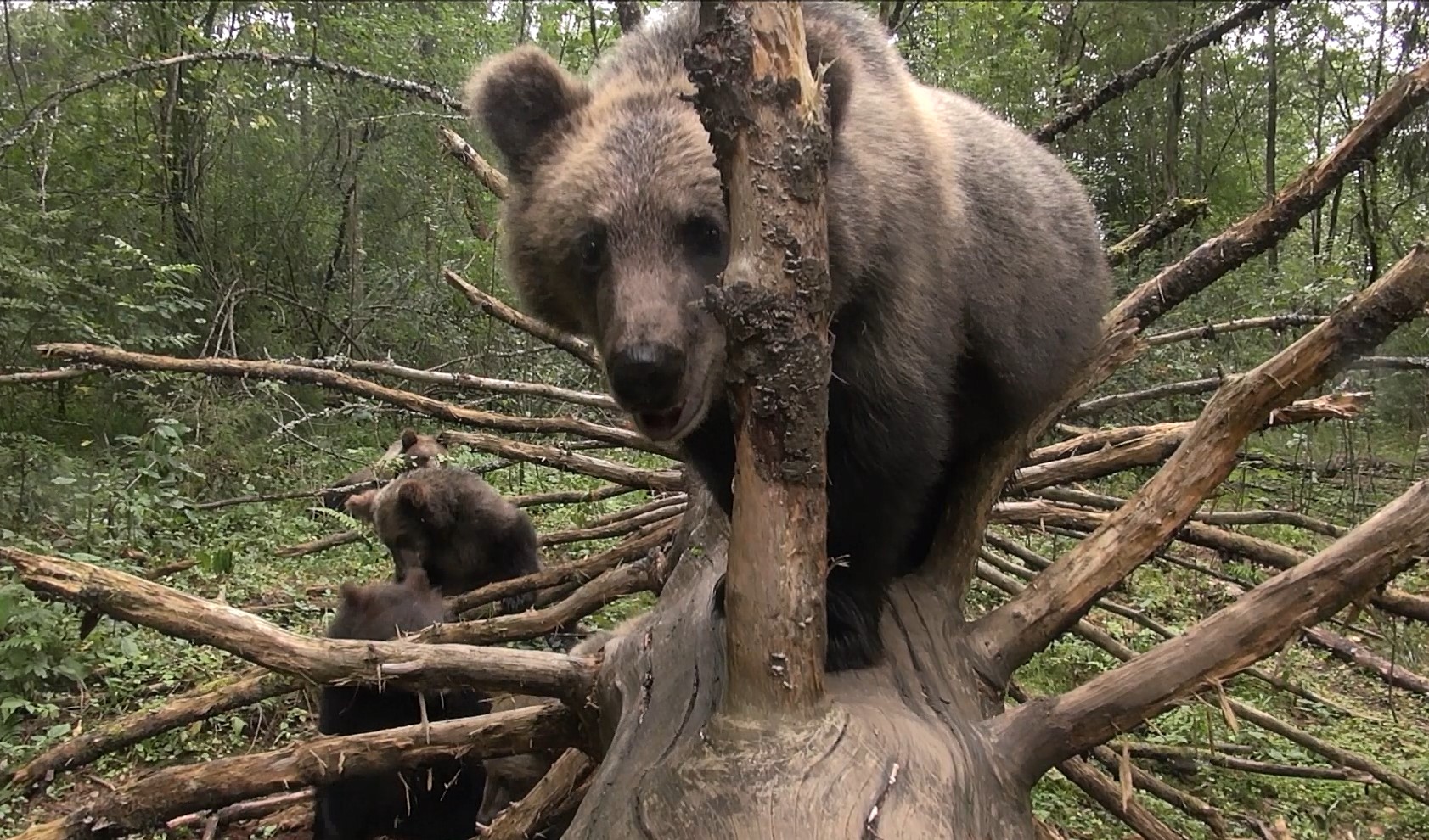 Тверские медвежата резвятся у любимого дерева на камеру