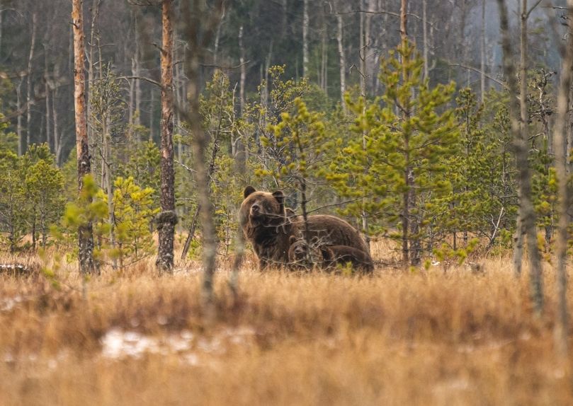 Мимимишки: в заповеднике Тверской области засняли медведицу и медвежонка, лакомившихся клюквой Мимимишки: в заповеднике Тверской области засняли медведицу и медвежонка, лакомившихся клюквой