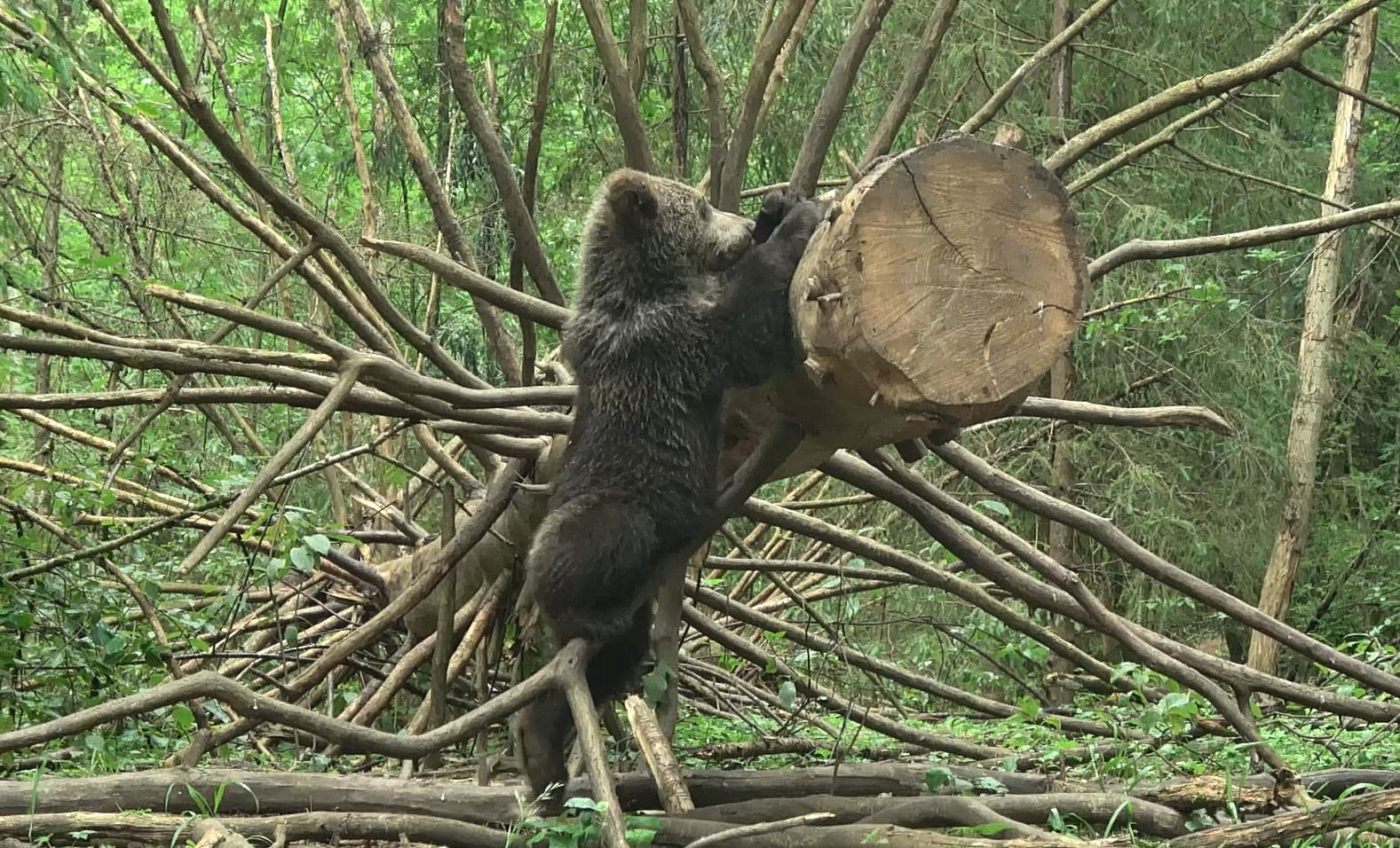 Тверские медвежата резвятся у любимого дерева на камеру