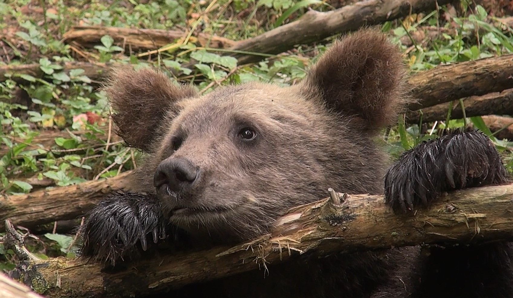 Тверские медвежата резвятся у любимого дерева на камеру